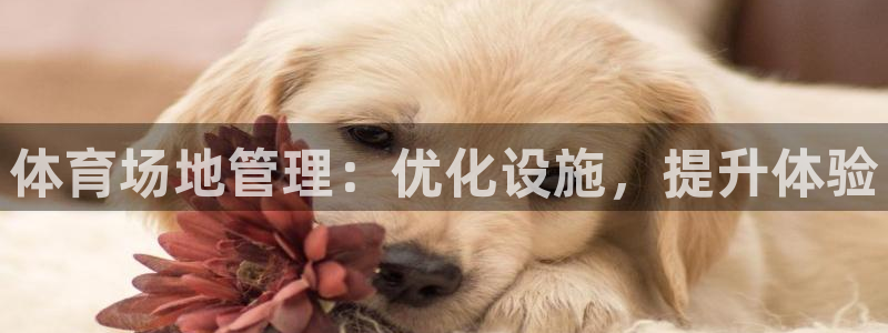 必一体育下载意思：体