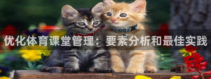 必一体育在哪下：优化